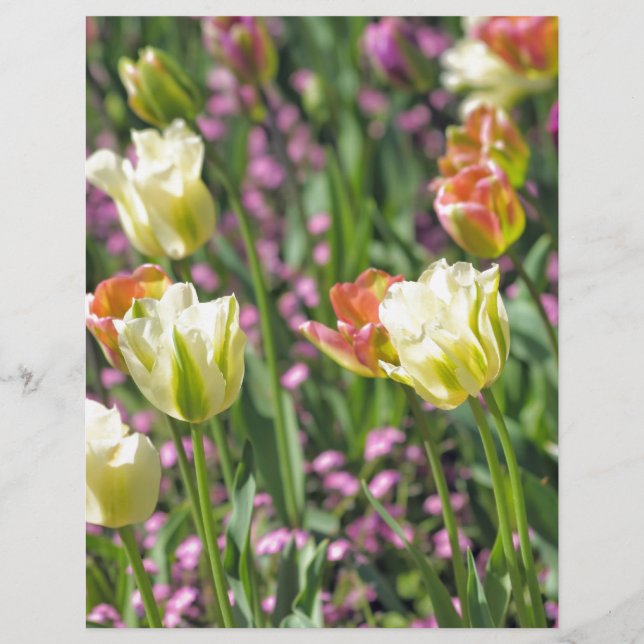 Field of tulips (Front)