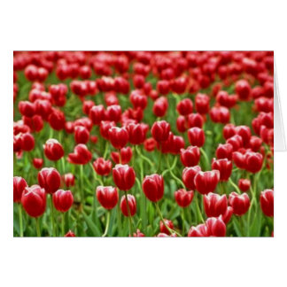 Field of Tulips