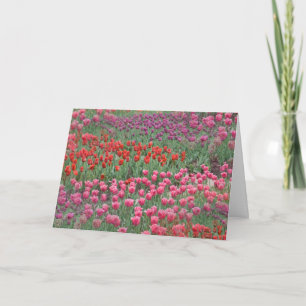 Field Of Tulips Card