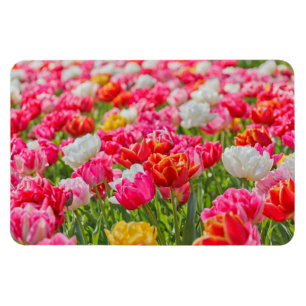 Field of Tulips Magnet