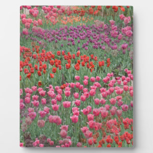 Field Of Tulips Plaque