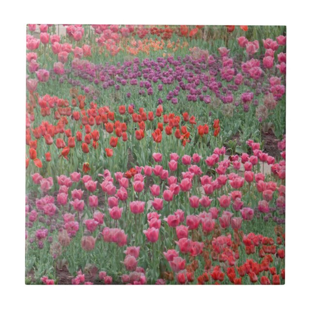 Field Of Tulips Tile (Front)