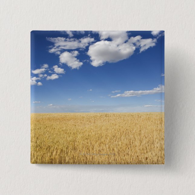 Field of wheat 2 inch square button (Front)