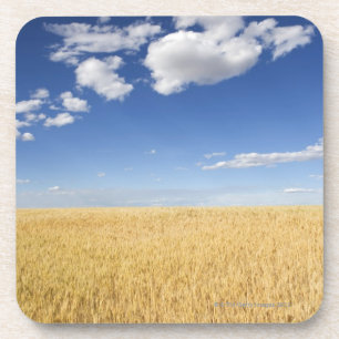 Field of wheat coaster