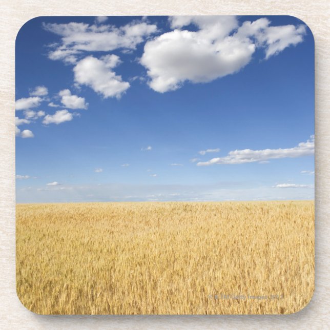 Field of wheat coaster (Front)