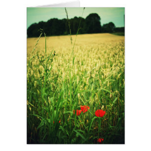 Field of wheat - Germany