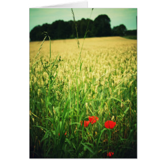 Field of wheat - Germany