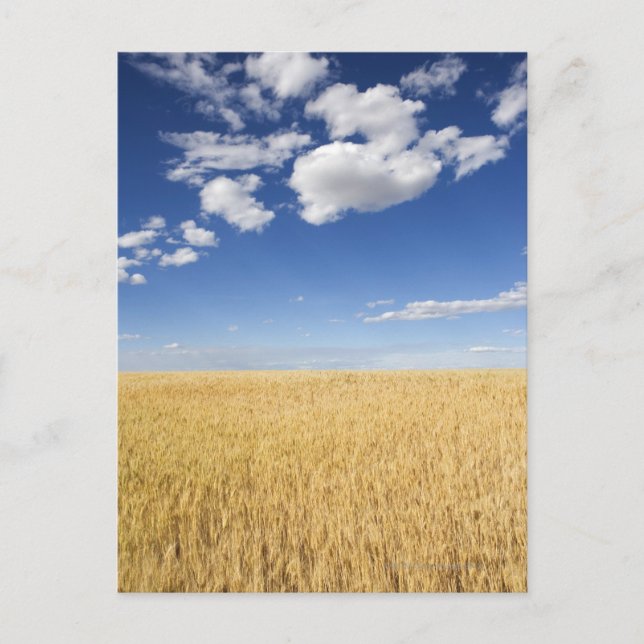 Field of wheat postcard (Front)