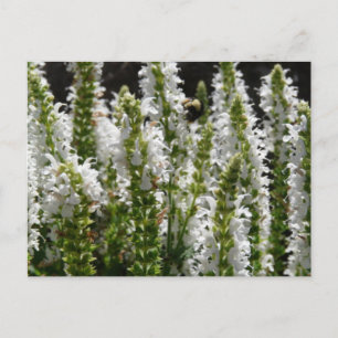 Field of White Lavender Flowers Postcard