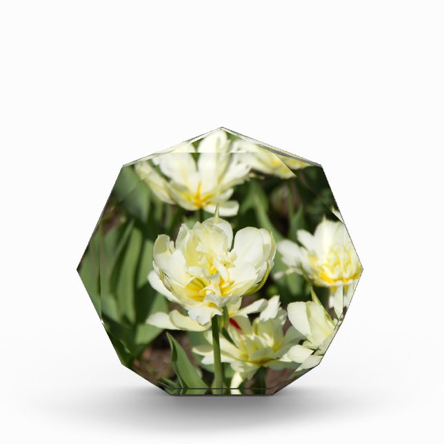 Field of white tulips Photo (Front)