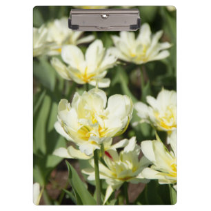 Field of white tulips Photo Clipboard