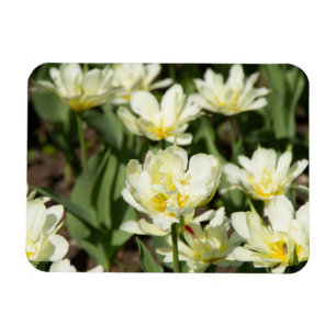 Field of white tulips Photo Magnet