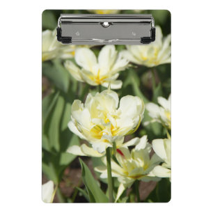 Field of white tulips Photo Mini Clipboard
