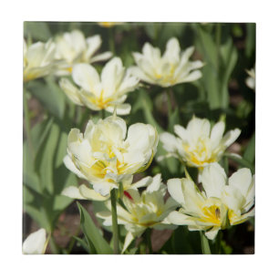 Field of white tulips Photo Tile