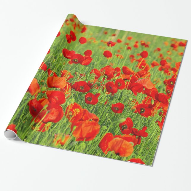Field of Wild Red Poppies Wrapping Paper (Unrolled)