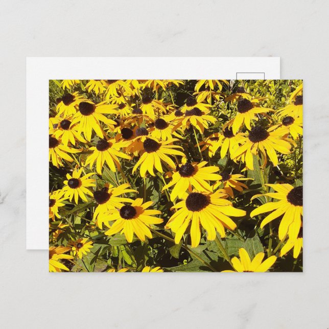 Field of Yellow Wildflowers Postcard (Front/Back)