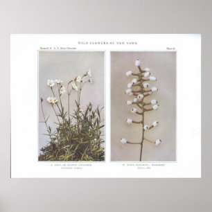 Field or Meadow Chickweed - Cerastium arvense Poster