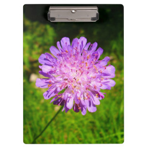 Field Scabious Clipboard