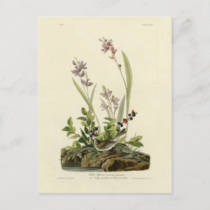 Field Sparrow from Audubon's Birds of America Postcard