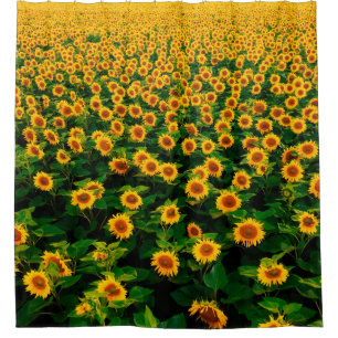 Field with bright yellow sunflowers in sunny day. 