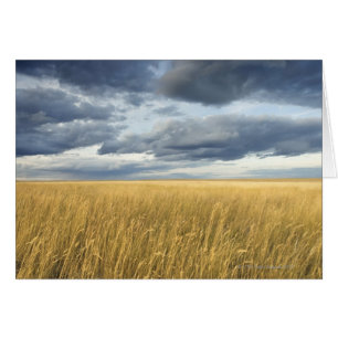 Field with storm clouds