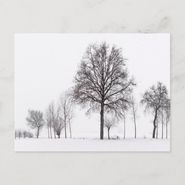 Fields Around Scalenghe | Piedmont, Italy Postcard (Front)