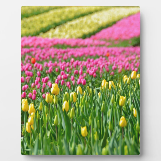 Fields of Colours Plaque (Front)