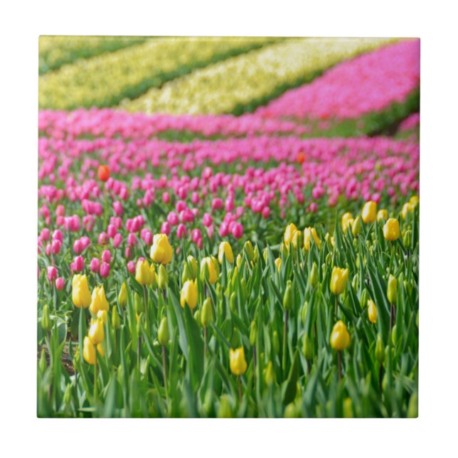 Fields of Colours Tile (Front)