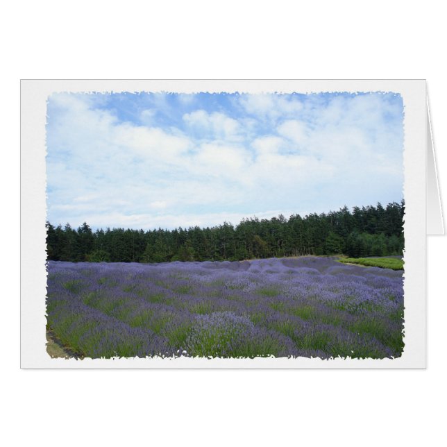 Fields of lavender (Front Horizontal)