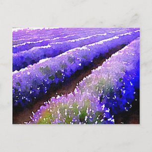 Fields of Lavender Postcard