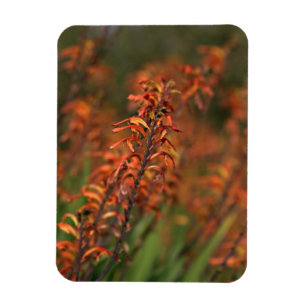 Fields of Orange Agave Magnet