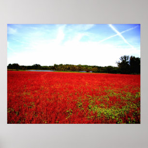 Fields of Rubies Poster