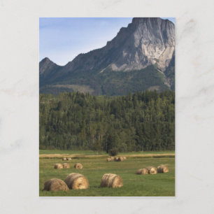 Fields with bailed hay, Alberta, Canada Postcard
