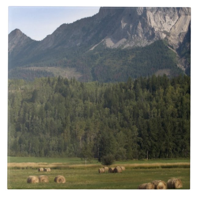 Fields with bailed hay, Alberta, Canada Tile (Front)