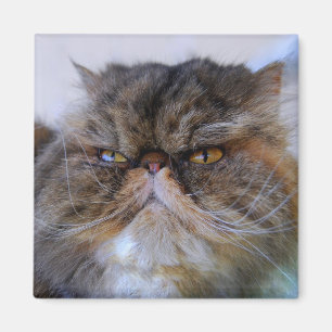 Fier Calico Persian Aimant Chat