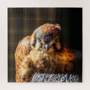 Fierce Beauty — American Kestrel Portrait Jigsaw Puzzle