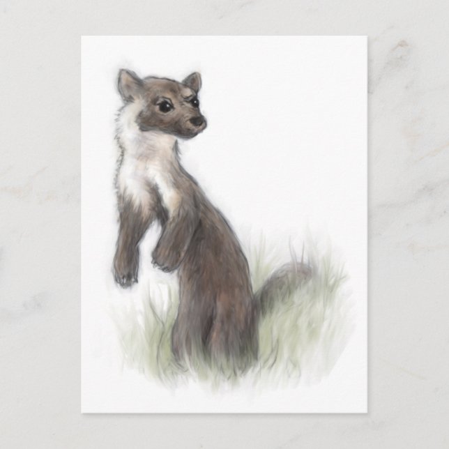 Fierce Little Pine Marten Postcard (Front)