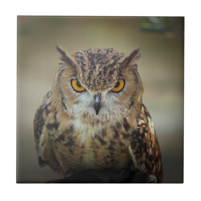 Fierce Orange Eyed Owl Tile (Front)