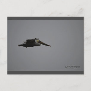 Fierce Pelican III Carte postale Blue Beach Song
