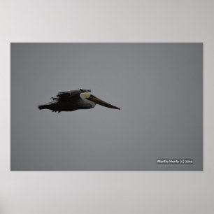 Fierce Pelican III Poster