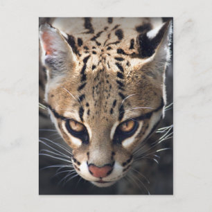 Fierce Postcard