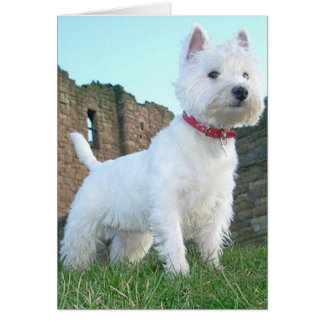 Fière Westie