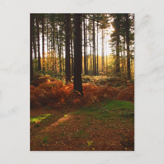 Fiery Bracken Postcard (Front)