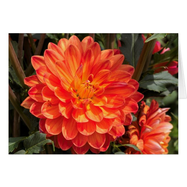 Fiery Dahlia (Front Horizontal)