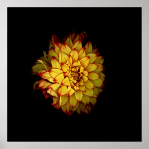 Fiery Golden Dahlia Floral Poster