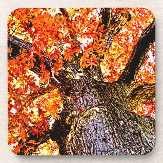 Fiery Oak Coaster (Front)