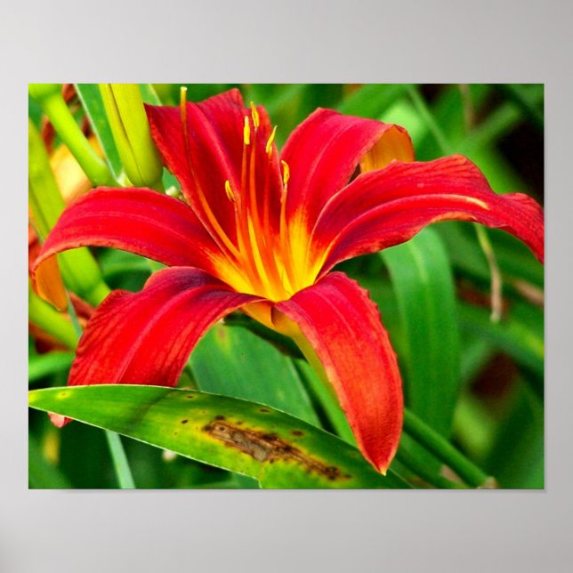 Fiery Orange Day Lily Flower Poster (Front)