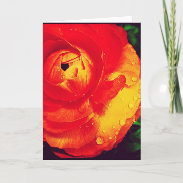 Fiery Orange Ranunculus Blank Greeting Card (Front)