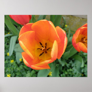 Fiery Orange Tulip Print