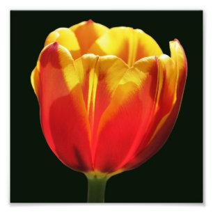 Fiery Orange Yellow Tulip Flower Close Up 8x8 Photo Print